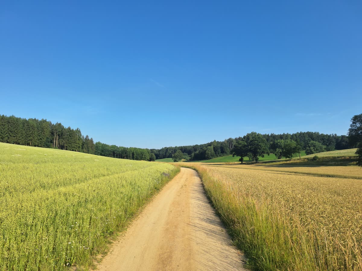 Feldweg zwischen Sommerwiesen auf dem Weg in den Wald